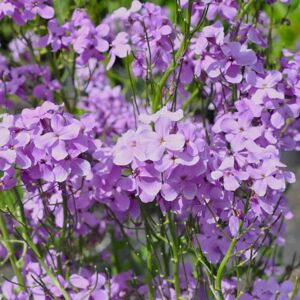 Hesperis matronalis ---